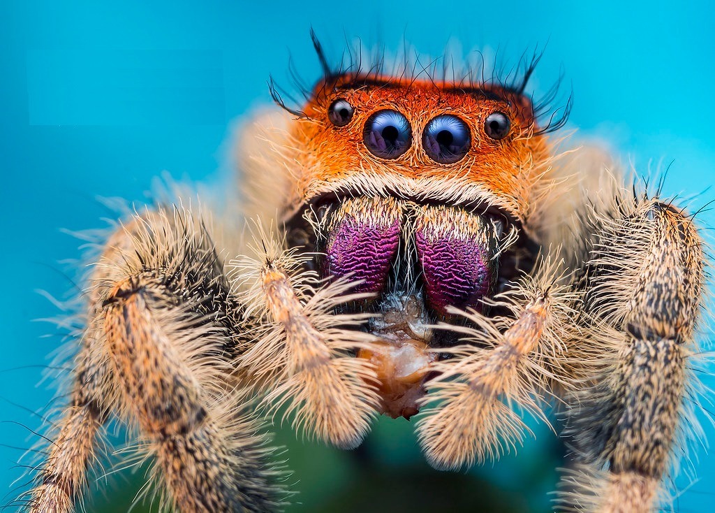 Phidippus regius "Everglades"