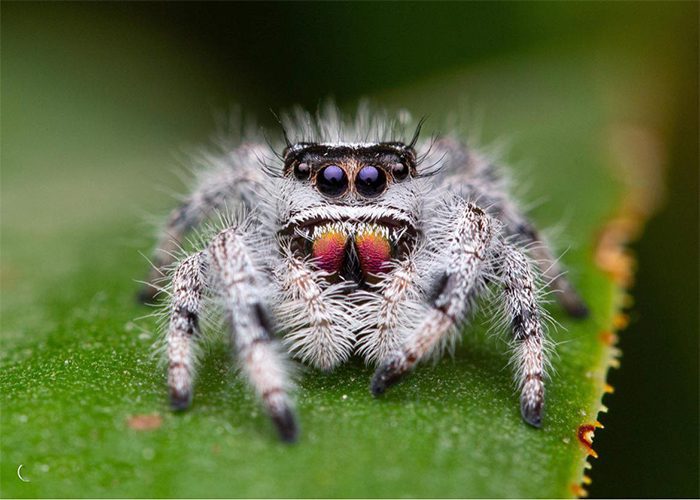 Phidippus regius "White Bahamas"