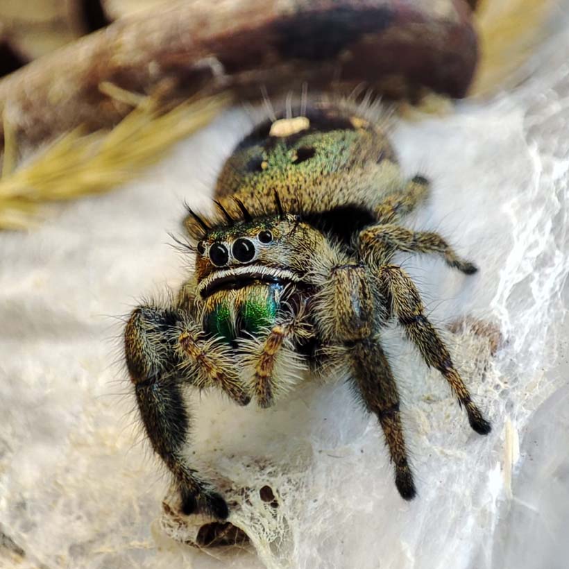 Phidippus Bidentatus „Maya“