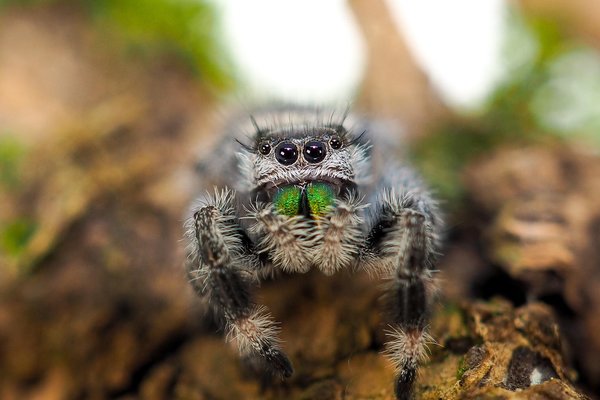 Phidippus cf. Regius "Apalachicola"