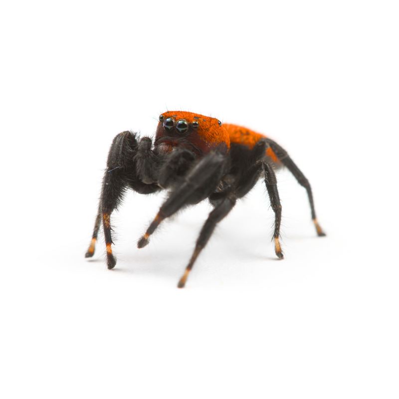 Phidippus Apacheanus