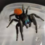 Phidippus Ardens