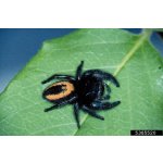 Phidippus Ardens