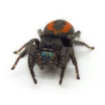 Phidippus Ardens