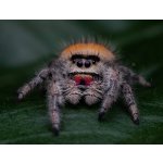 Phidippus Regius "Soroa"