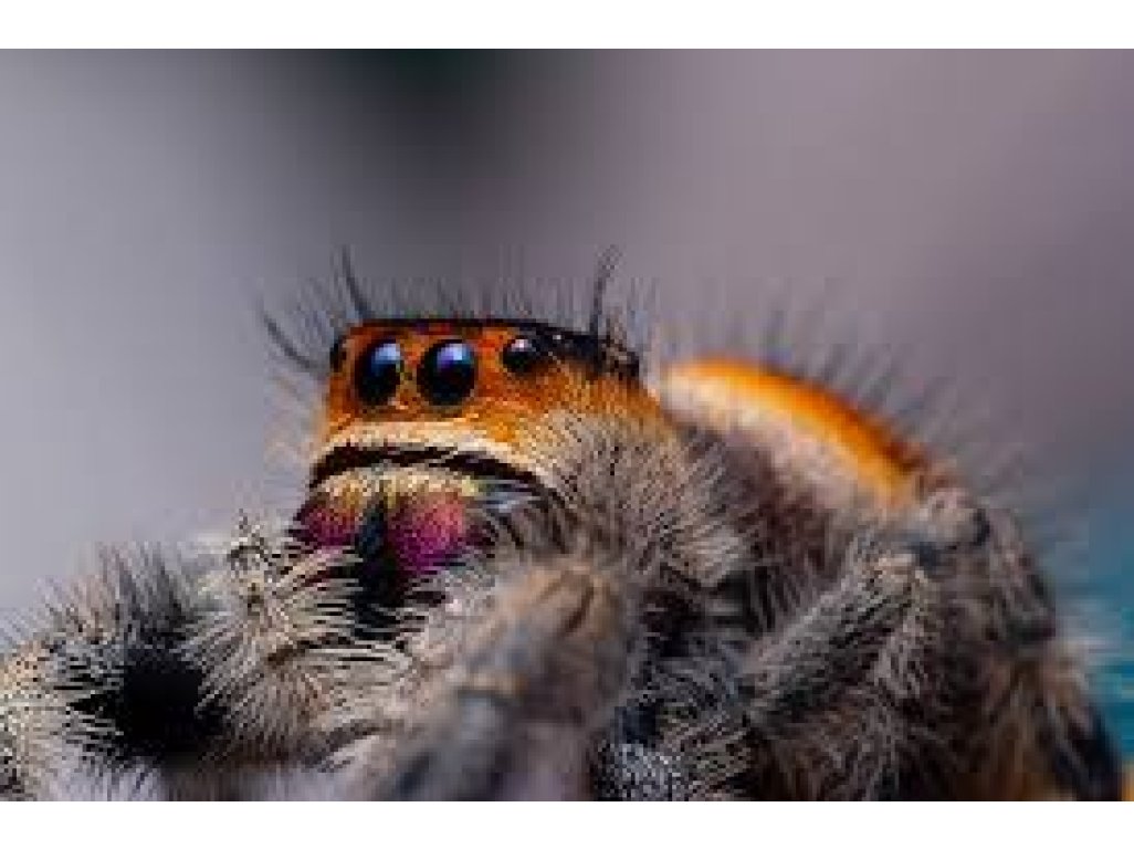 Phidippus Regius "Soroa"