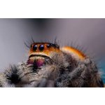 Phidippus Regius "Soroa" - Neurčené - 3. zvlek