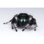 Phidippus Regius "Soroa"