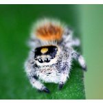 Phidippus Regius "Soroa"