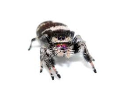 Phidippus Regius "Bahamas"