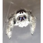 Phidippus Regius "Bahamas"