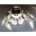 Phidippus Regius "Bahamas"