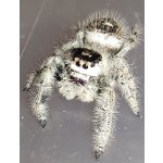 Phidippus Regius "Bahamas"