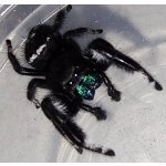 Phidippus Regius "Bahamas"