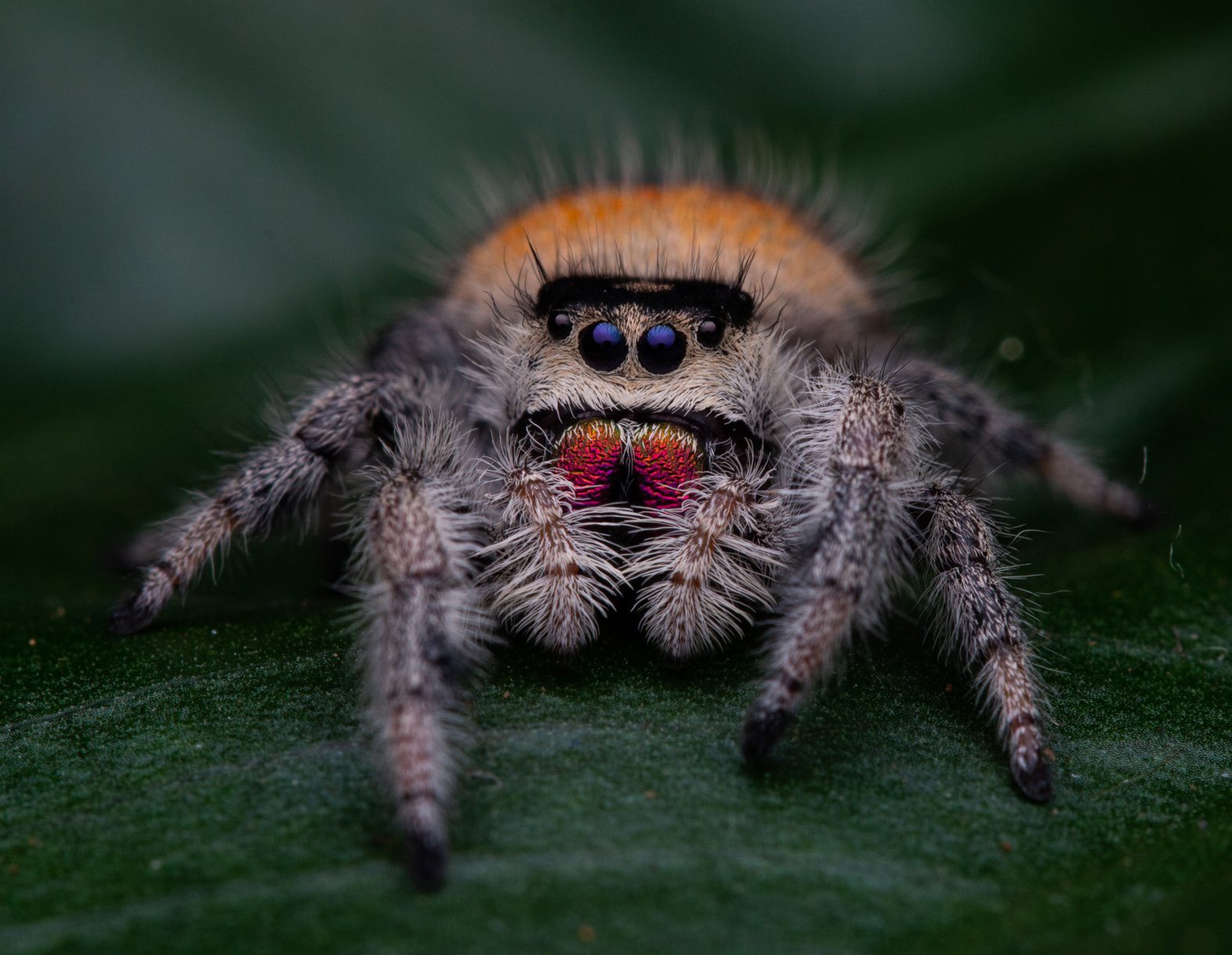 Phidippus Regius "Soroa"