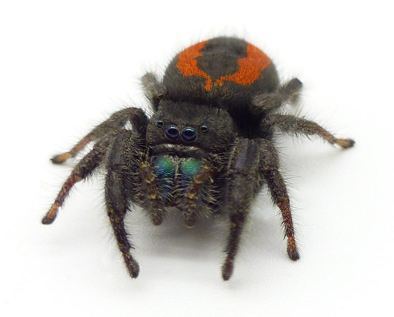 Phidippus Ardens