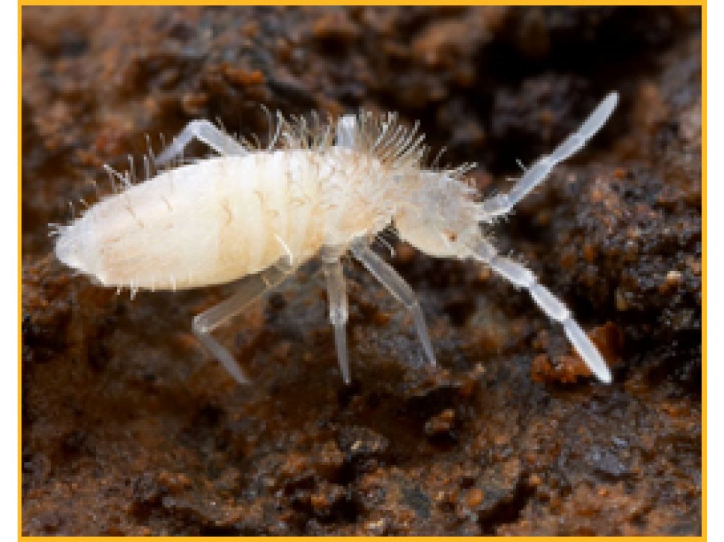 Chvostoskoky /Collembola/