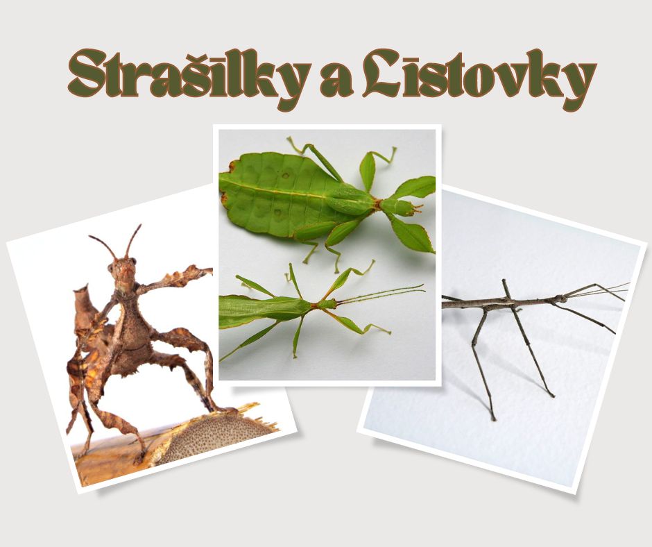 Strašilky a Listovky