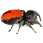 Phidippus Ardens