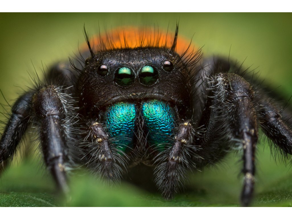 Phidippus Ardens