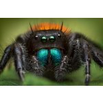 Phidippus Ardens - Neurčené - 4. zvlek