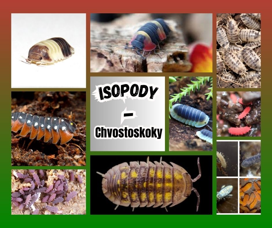 Isopody a Chvostoskoky /Okrasné/